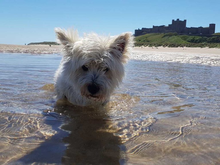 Best Things To Do in Bamburgh