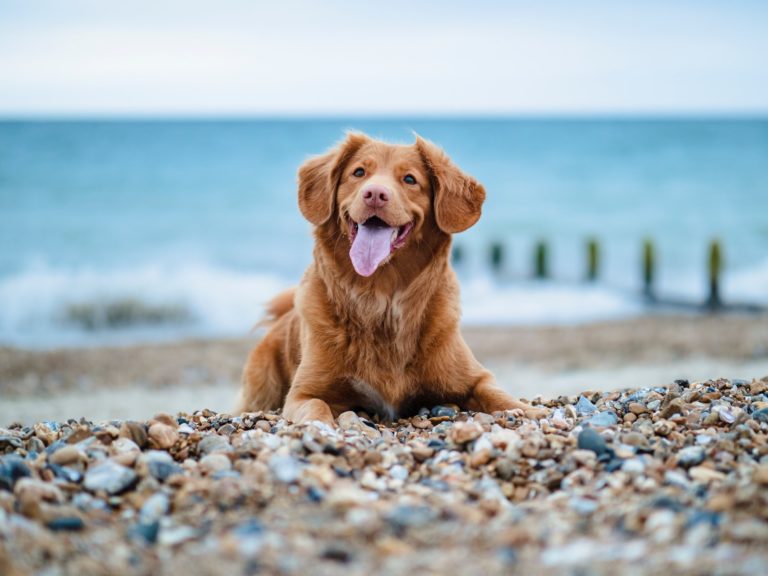 Top Dog-Friendly Beaches in County Durham