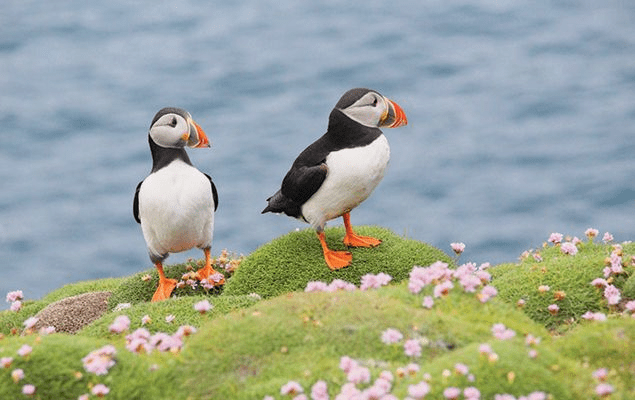 Puffins