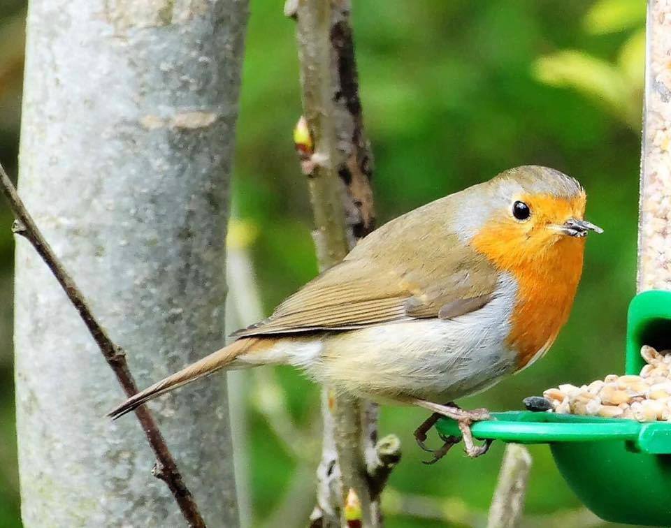 Wildlife, Nature and Park Photography