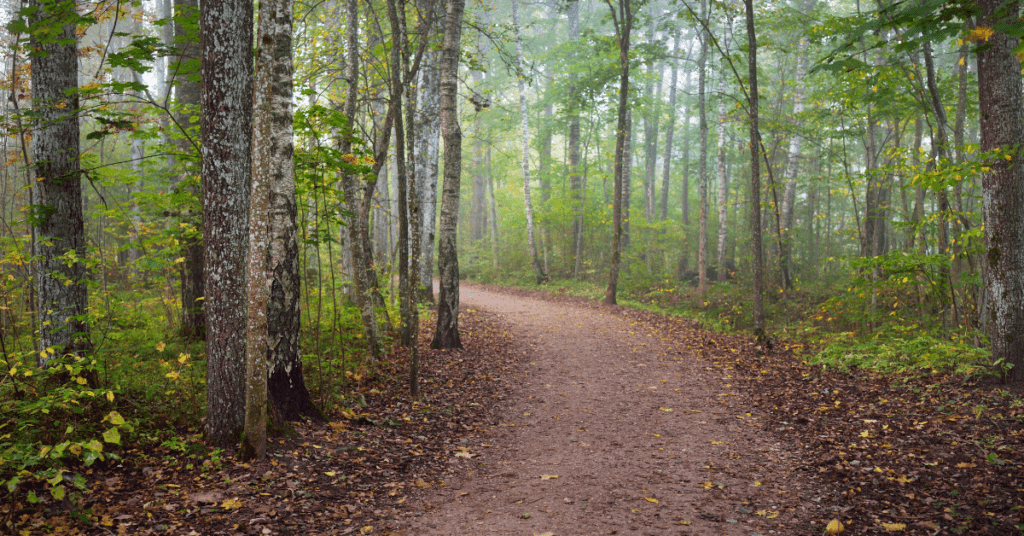 Best Places To Go For A Walk Around Our Parks