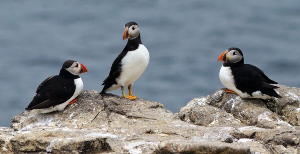 Wildlife Spotting in Northumberland