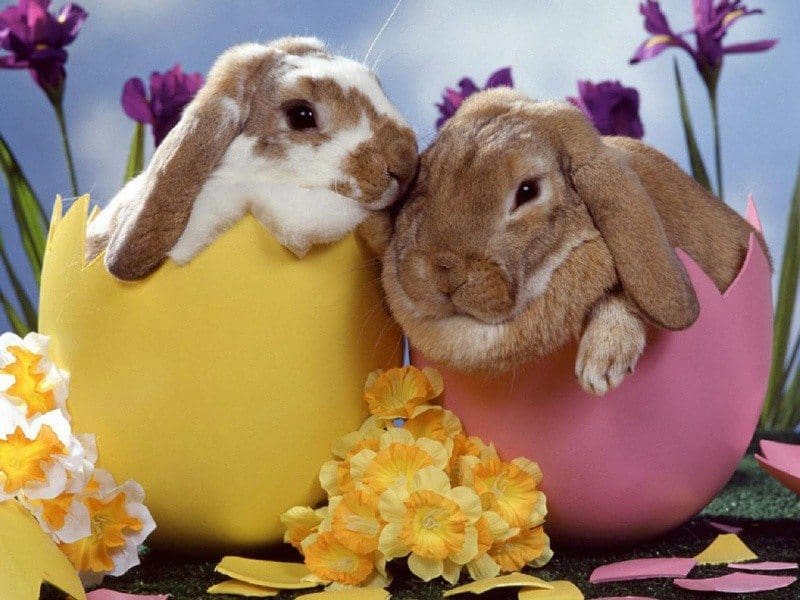 Easter in the Countryside!